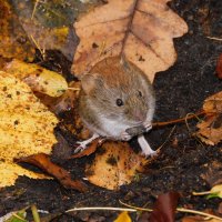 В осенних тонах :: Лина 