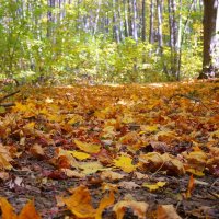 День собирания осенних листьев :: Андрей Заломленков