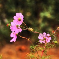 Цветочки :: Юрий Гайворонскiий