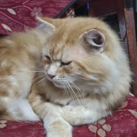 Его Величество :: Валерий Ткаченко