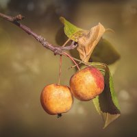 * :: Svetlana Galvez