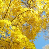 Золото осени :: Елена Семигина