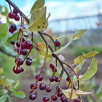 Черёмуха :: Алевтина Черёмуха :: Алевтина