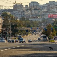 Любопытная ворона... :: Сергей Шатохин Любопытная ворона... :: Сергей Шатохин