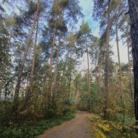 Лесные дорожки :: Тамара Вебер