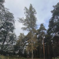 Лесные тропинки :: Тамара Вебер