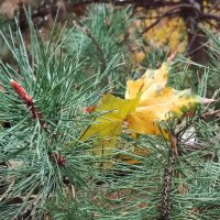 ,,, :: Сергей Тимоновский