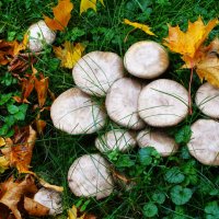 Сезон грибов продолжается.. :: Aida10 Сезон грибов продолжается.. :: Aida10