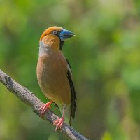 Дубонос. :: Nik Lovec