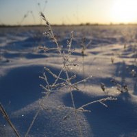 Морозное утро :: Anna Ivanova