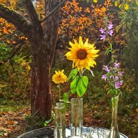 Ловлю последние мгновенья... :: veilins veilins