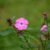 Летние :: Татьяна Тюменка