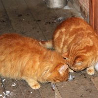 Рыжики :: Венера Чуйкова