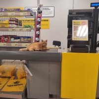 Чижик-Рыжик :: Арсений 