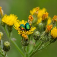 Парочка :: Владимир Иванович