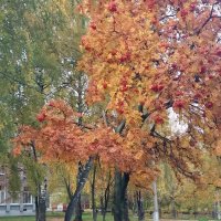 Зарисовки октября :: Galina Solovova