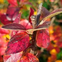 Яркие кусты черноплодной рябины :: светлана льдокова