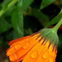 Юбочка :: светлана льдокова