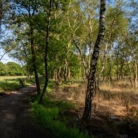 По заповедной зоне... :: Николай Гирш