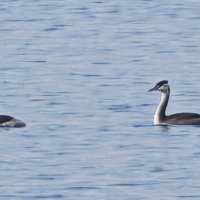 2 молодые чомги :: Наталия 