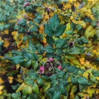 Осень :: AZ east3