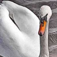 *** :: Liudmila LLF *** :: Liudmila LLF