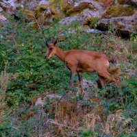 Случайная встреча в горах :: Георгий А Случайная встреча в горах :: Георгий А
