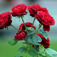 они на радость нам даны :: Олег Лукьянов