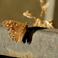 опять бабочки 3 :: Александр Прокудин