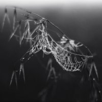 В поле :: Валентина 