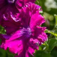 *** :: Виктор Иванович Чернюк *** :: Виктор Иванович Чернюк