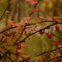 Осенняя пора :: Мария Яковлева