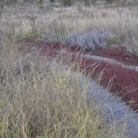 Запах полыни дурманит :: Татьяна Машошина