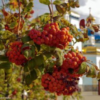 ... :: Светлана Ищенко