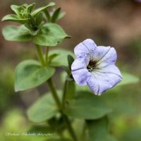 ... :: Светлана Ищенко