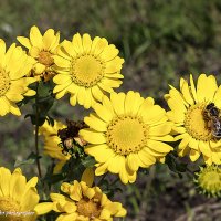 ... :: Светлана Ищенко ... :: Светлана Ищенко