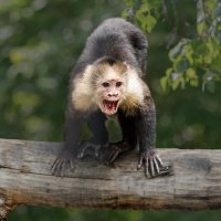 Капуцин :: SanSan 