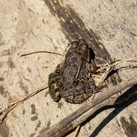 Лягушка :: Игорь Сикорский