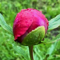 ***в капельках дождя*** :: Olga Oskolkova