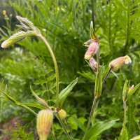 ***полевые - нежные и скромные*** :: Olga Oskolkova