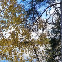 Вдоль Выборгского залива. :: Ольга 