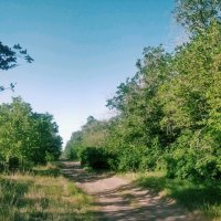 Лесная дорога :: Андрей Хлопонин