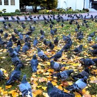 Слетелись все и проят угощения. :: Татьяна Помогалова Слетелись все и проят угощения. :: Татьяна Помогалова