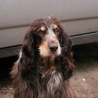 Мона :: Николай Семёнов Мона :: Николай Семёнов