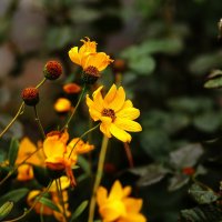 Осенние цветы :: Юрий Гайворонскiий Осенние цветы :: Юрий Гайворонскiий