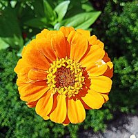 Цветы. :: Владимир Драгунский