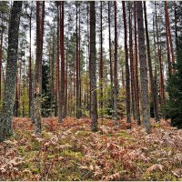 Лесная картинка. :: Валерия Комова