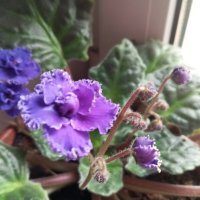 Фиалка :: Елена Семигина