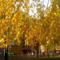 Золото осени :: Елена Семигина