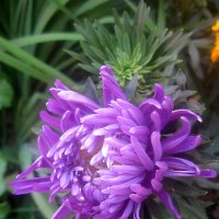 Астра :: Елена Семигина